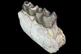 Juvenile Titanothere (Megacerops) Jaw Section - South Dakota #92705-1